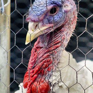 Aug. 2023 - Indiana State Fair - Royal Palm Turkey