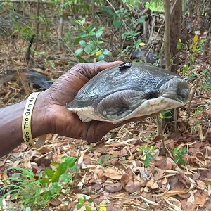 Senegal soft-shell turtle