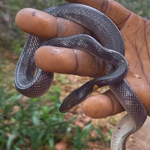 African housesnake