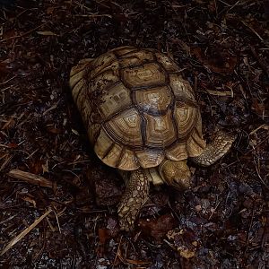 Spurred tortoise
