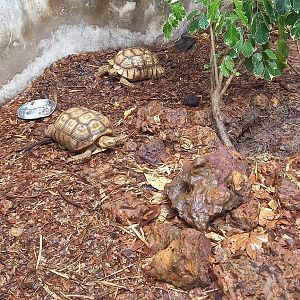 Enclosure Spurred tortoise