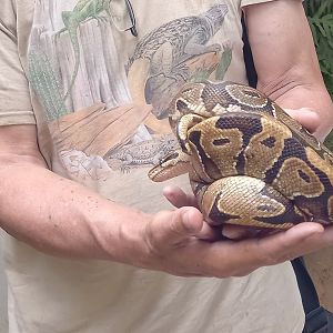Ball python