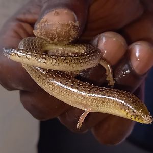 Armitage's skink