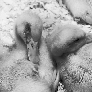 Aug. 2023 - Indiana State Fair - Ducklings