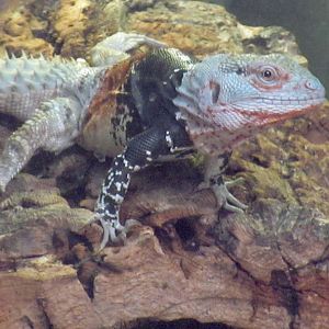 Yucatán spiny-tailed Iguana