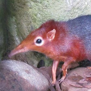 Black and Rufous Elephant Shrew