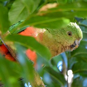 Australian King-Parrot