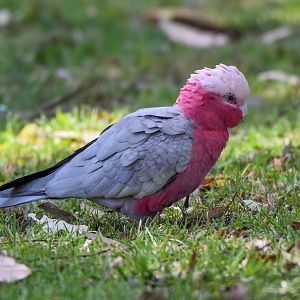 Galah