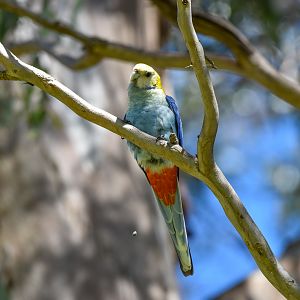 Pale-headed Rosella