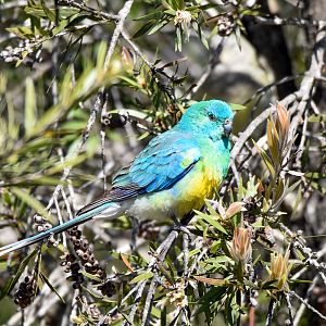 Red-rumped Parrot