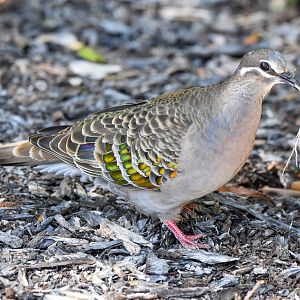Common Bronzewing