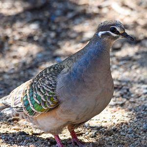 Common Bronzewing