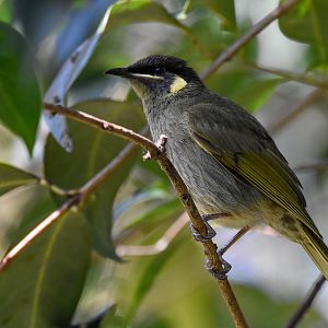 Lewin's Honeyeater