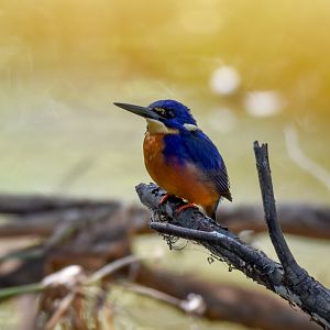 Azure Kingfisher