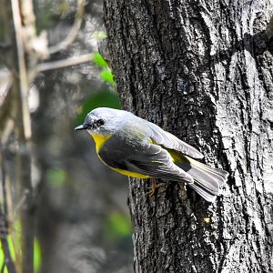Eastern Yellow Robin