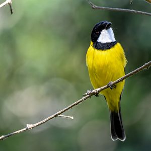 Golden Whistler
