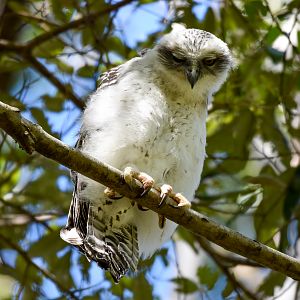 Powerful Owl Chick