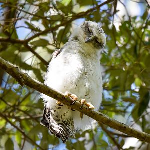 Powerful Owl Chick