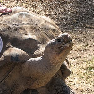 WPZ 2007 - Galapagos Giant Tortoise