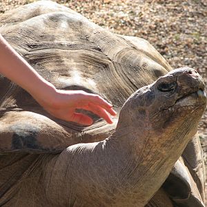 WPZ 2007 - Galapagos Giant Tortoise