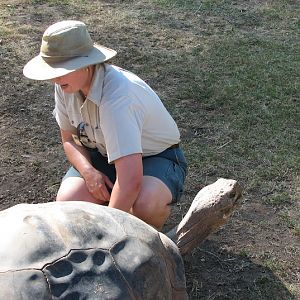 WPZ 2007 - Galapagos Giant Tortoise with keeper