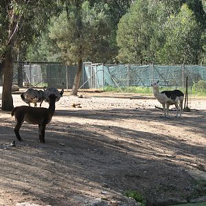 WPZ 2007 - Greater Rheas and Alpacas, South American paddock