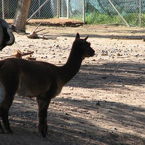 WPZ 2007 - Greater Rhea and Alpaca, South American paddock