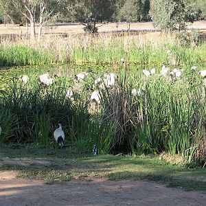WPZ 2007 - wild Australian White Ibises