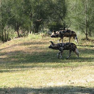 WPZ 2007 - African Painted Dogs