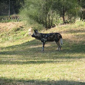 WPZ 2007 - African Painted Dog