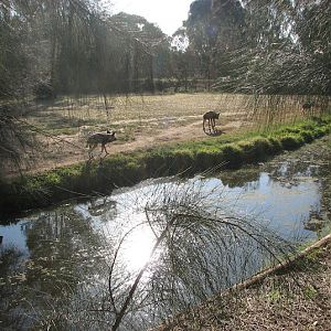 WPZ 2007 - African Painted Dogs