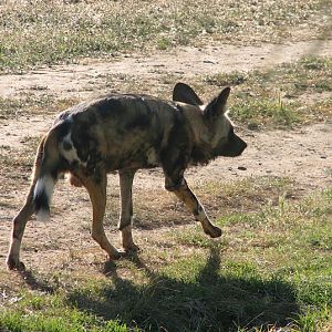 WPZ 2007 - African Painted Dog