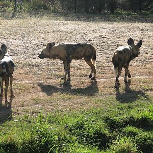 WPZ 2007 - African Painted Dogs