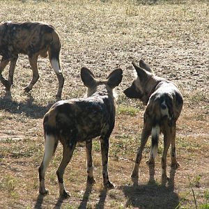 WPZ 2007 - African Painted Dogs