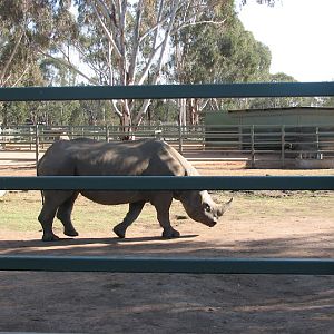 WPZ 2007 - South-central Black Rhinoceros (off-display housing)
