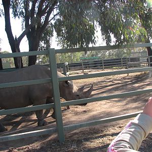 WPZ 2007 - South-central Black Rhinoceros (off-display housing)