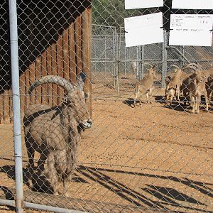 WPZ 2007 - Barbary Sheep (off-display housing)