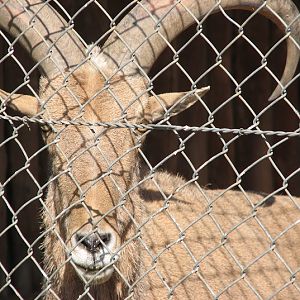 WPZ 2007 - Barbary Sheep (off-display housing)
