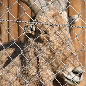 WPZ 2007 - Barbary Sheep (off-display housing)