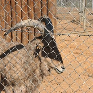 WPZ 2007 - Barbary Sheep (off-display housing)
