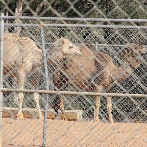 WPZ 2007 - Dromedary Camels (off-display housing)