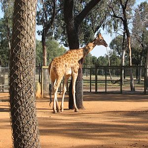 WPZ 2007 - Hybrid Giraffe (off-display housing)