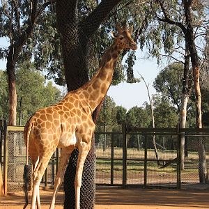 WPZ 2007 - Hybrid Giraffe (off-display housing)