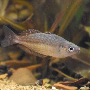 Malanda Rainbowfish
