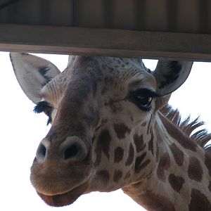 WPZ 2007 - Hybrid Giraffe (off-display housing)