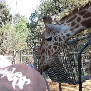 WPZ 2007 - Hybrid Giraffe (off-display housing)