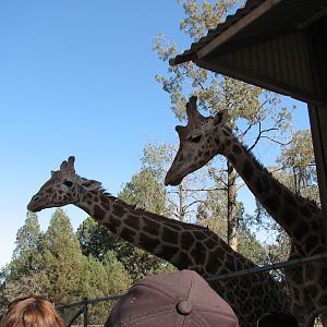WPZ 2007 - Hybrid Giraffes (off-display housing)