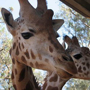 WPZ 2007 - Hybrid Giraffes (off-display housing)