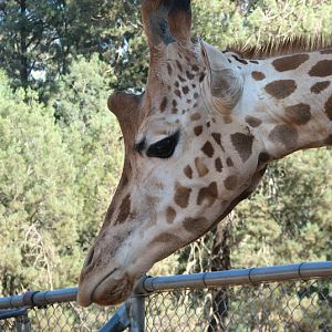 WPZ 2007 - Hybrid Giraffe (off-display housing)