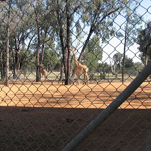 WPZ 2007 - Hybrid Giraffe (off-display housing)